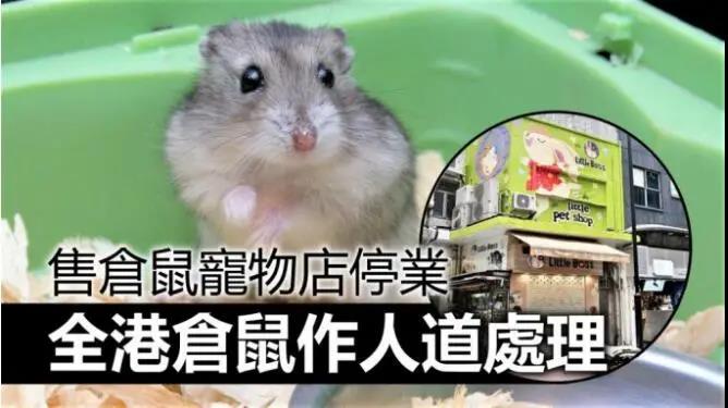 紧急！全球首现仓鼠感染新冠，职员、顾客及家人也感染！